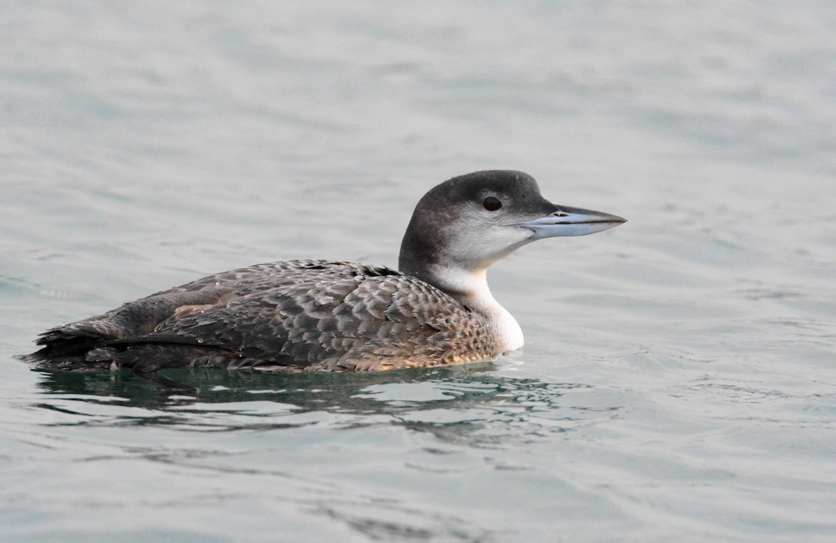 Common Loon - ML647502418
