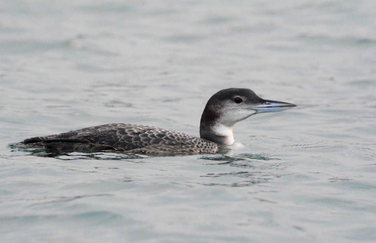 Common Loon - ML647502421