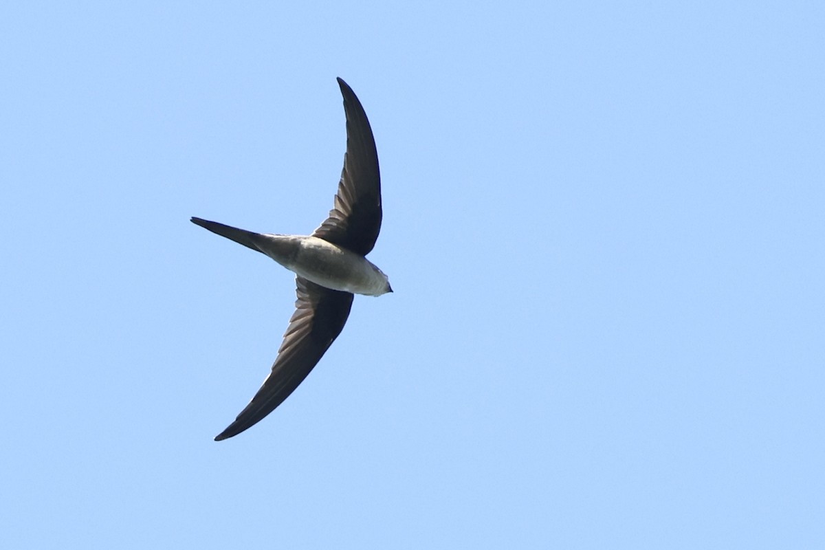 Asian Palm Swift - ML647502424