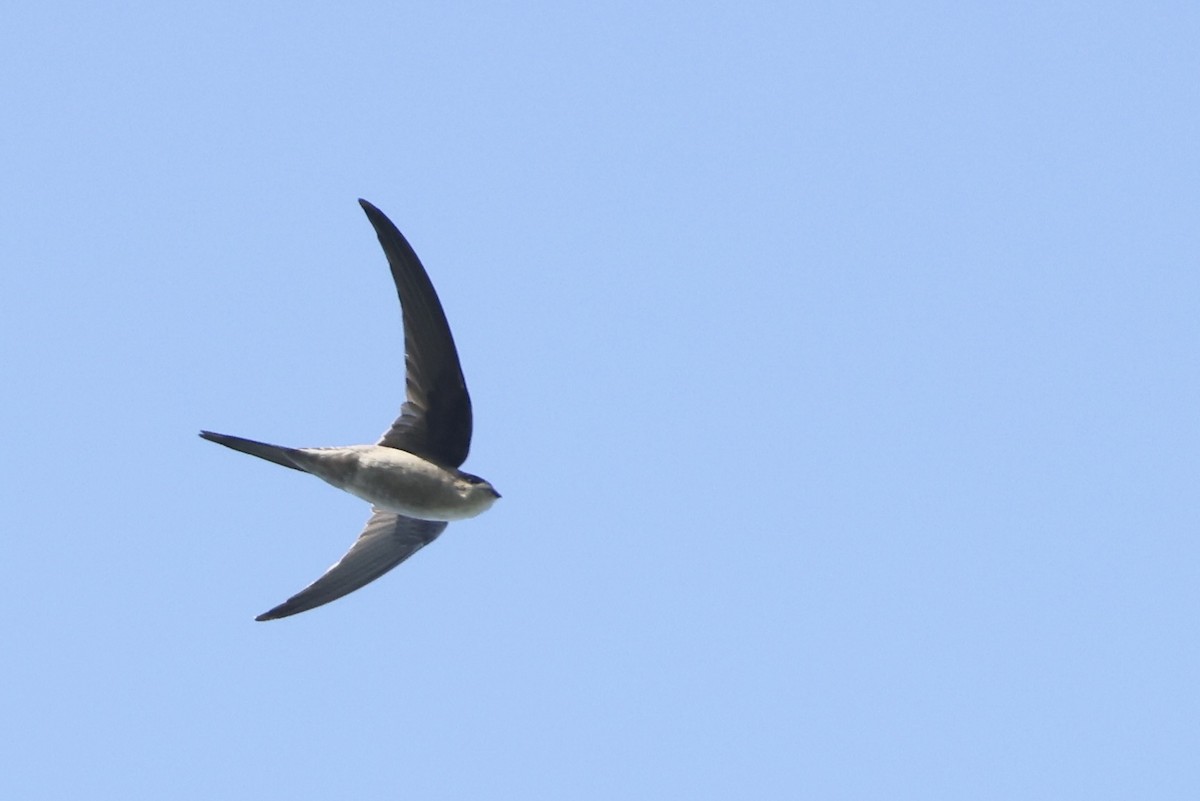 Asian Palm Swift - ML647502425