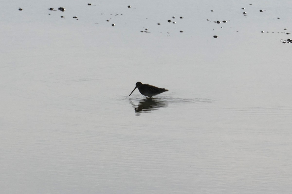 חרטומית ביצות - ML647502430