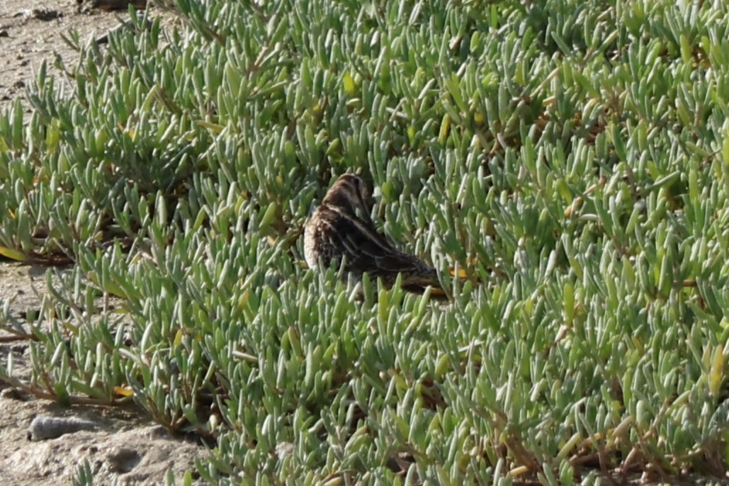 חרטומית ביצות - ML647502443