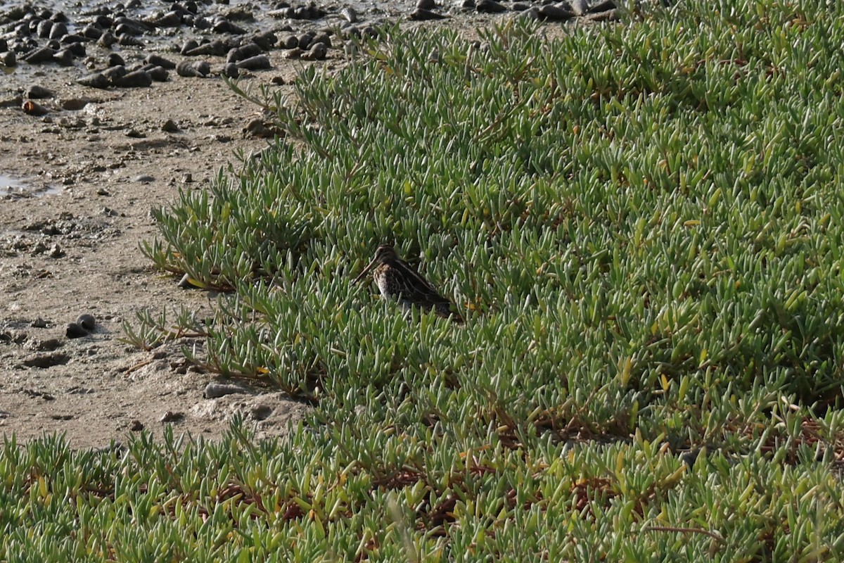 חרטומית ביצות - ML647502446