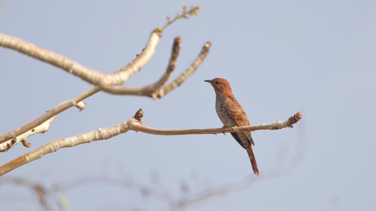 Gray-bellied Cuckoo - ML647502453