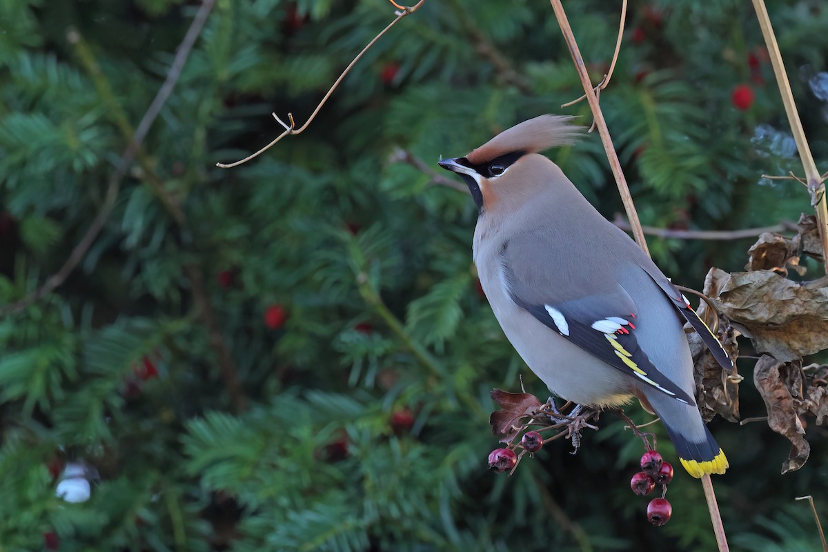 黃連雀 - ML647502470