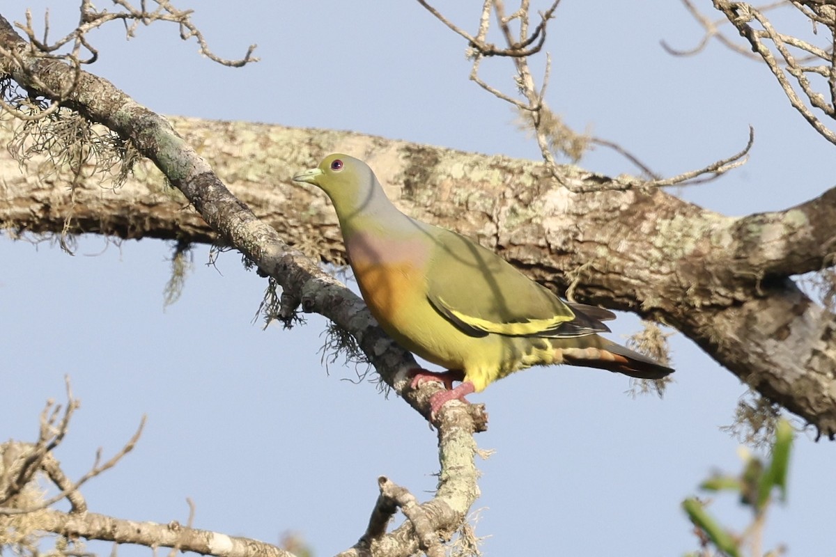 tobeltegrønndue - ML647502534