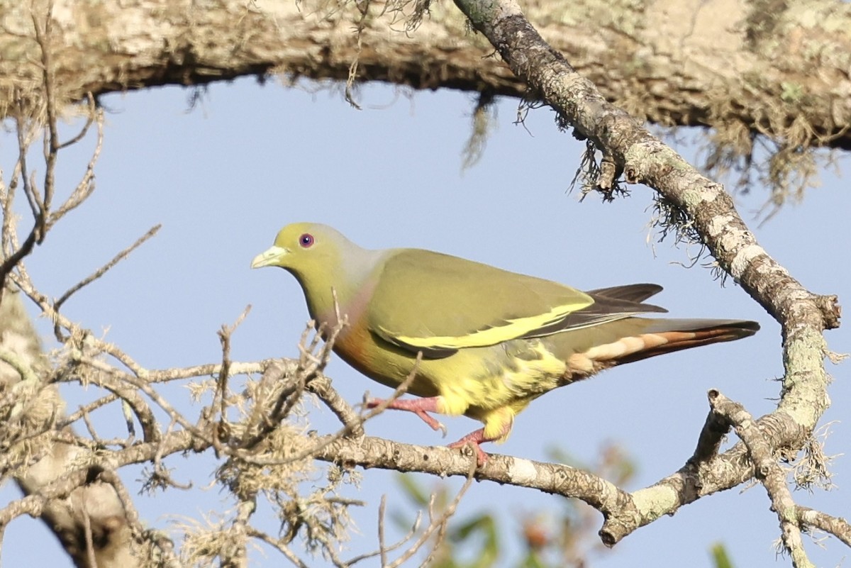 tobeltegrønndue - ML647502540