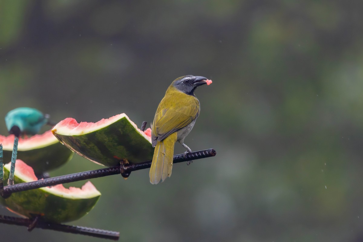 Buff-throated Saltator - ML647502547