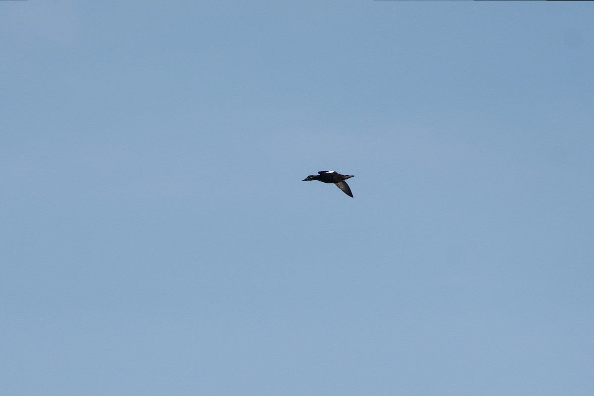 アメリカビロードキンクロ - ML647502548