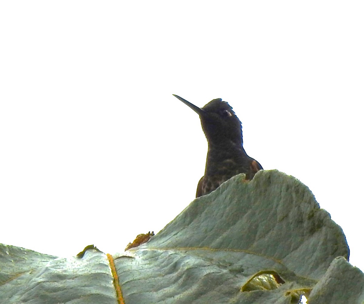 Sarıca Kuyruklu Koronet - ML647502553