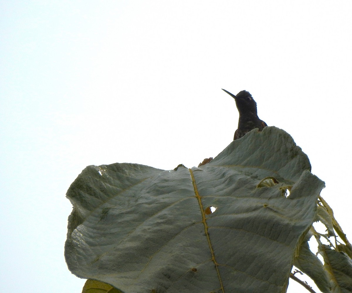 Sarıca Kuyruklu Koronet - ML647502559