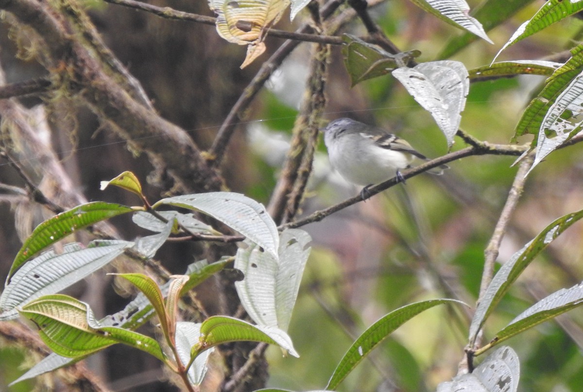 Ak Kuyruklu Tiranulet - ML647502560