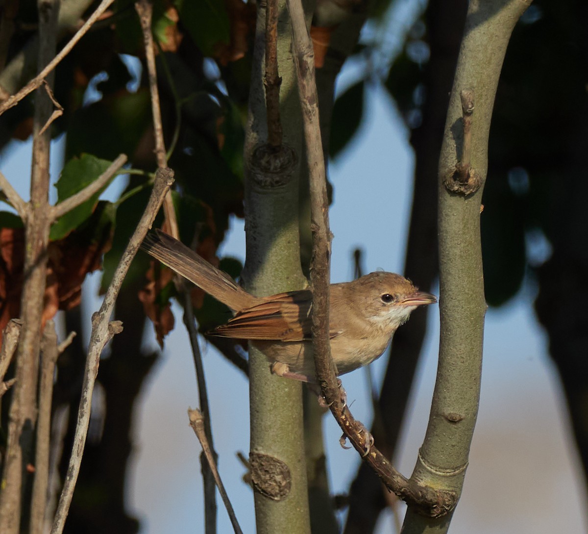 Greater Whitethroat - ML647502565