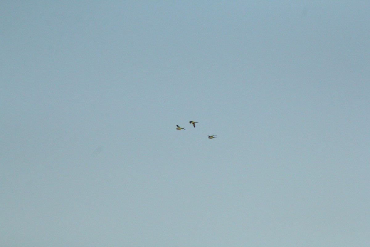 Mönchssittich - ML647502571