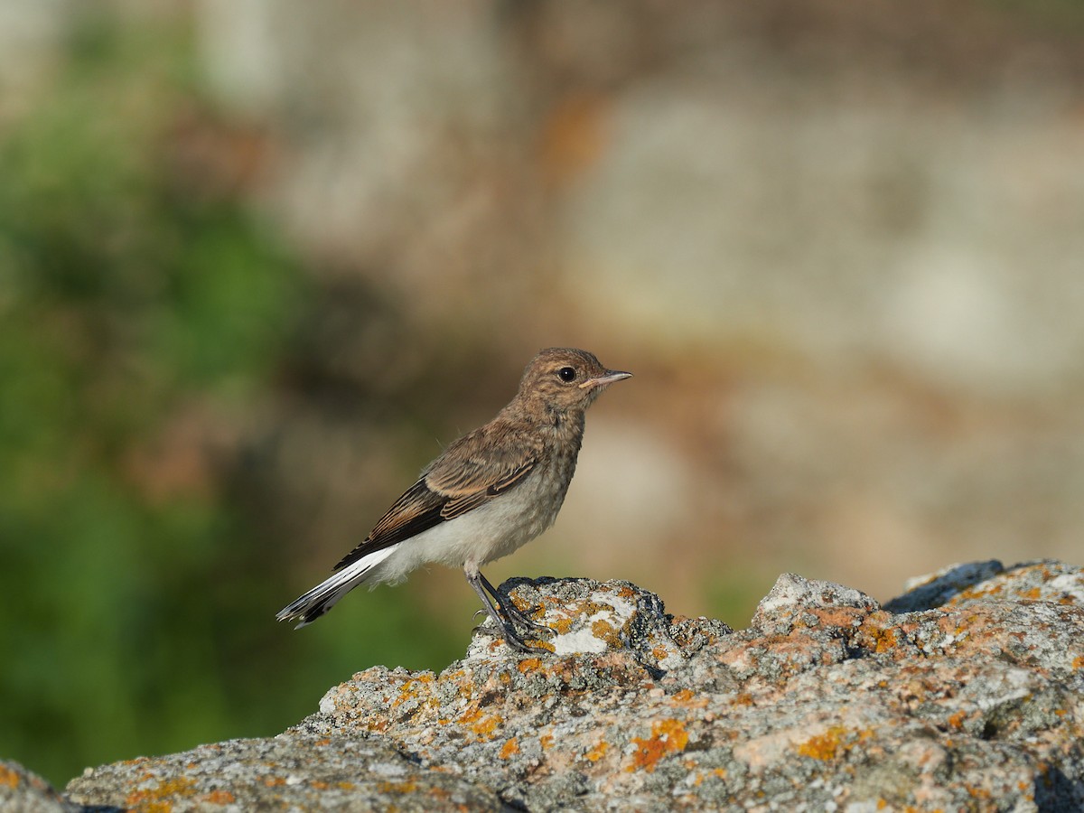 Мяраан чогчиго - ML647502579