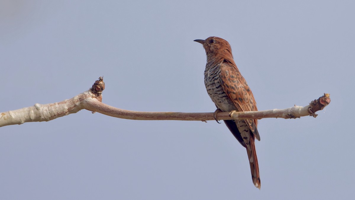 Gray-bellied Cuckoo - ML647502582