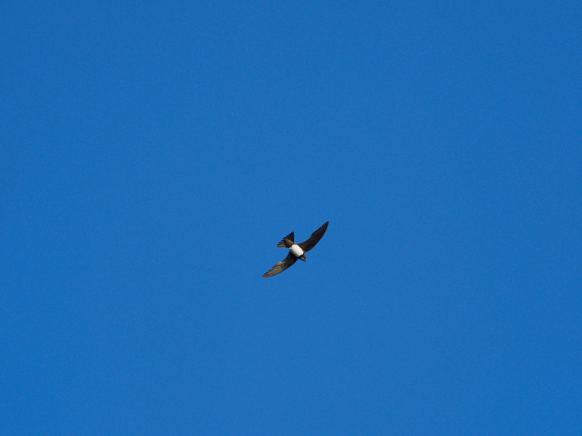 Malkar-sorbeltza - ML647502585