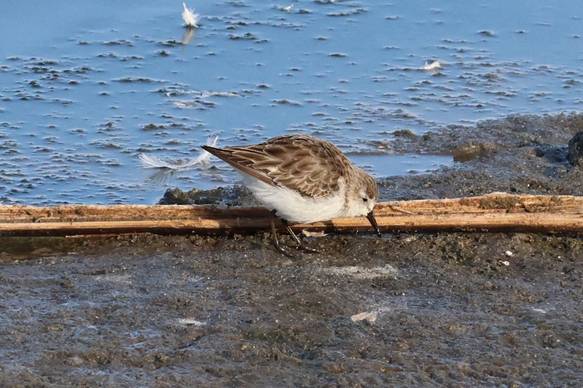 Little Stint - ML647502597