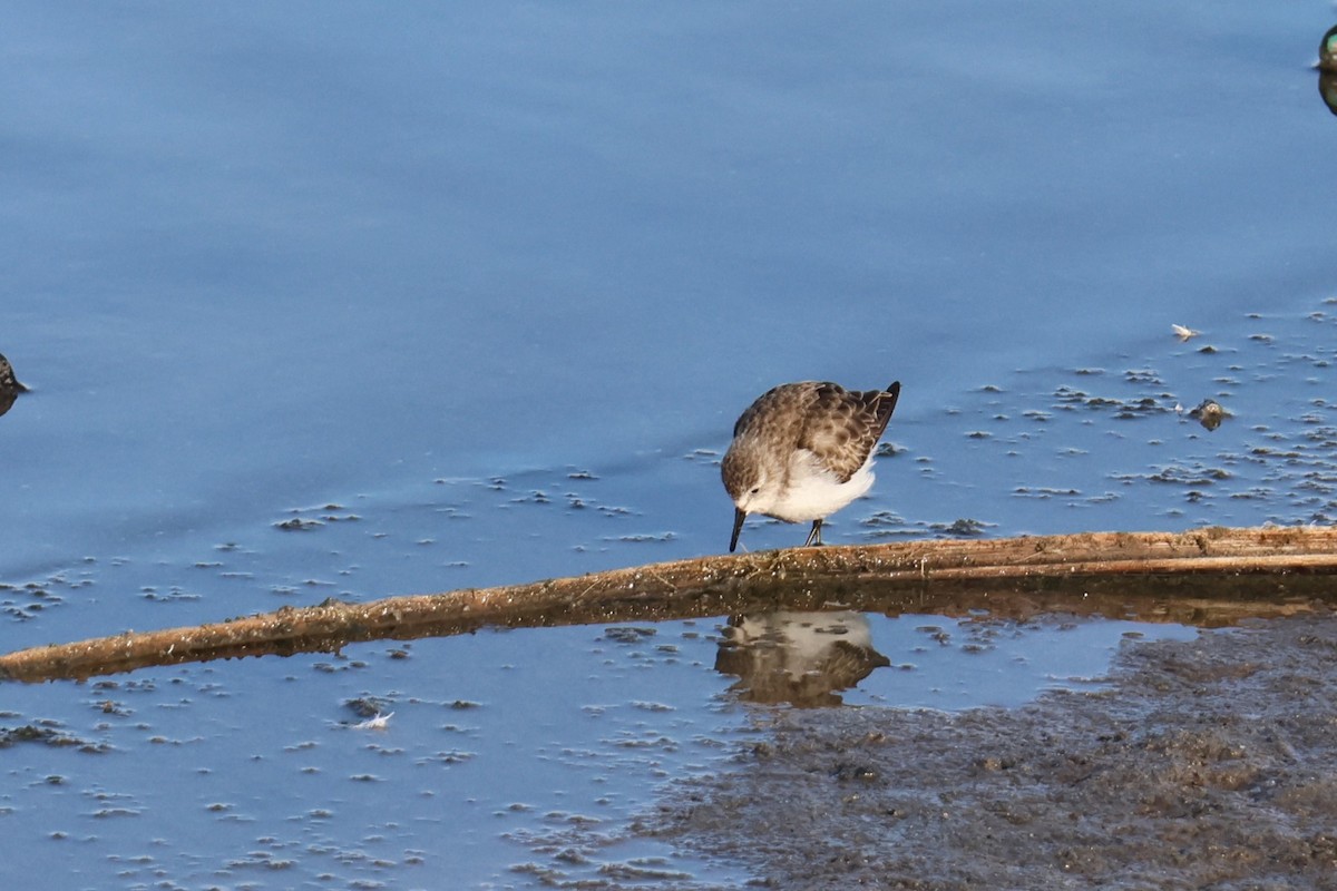 Little Stint - ML647502598