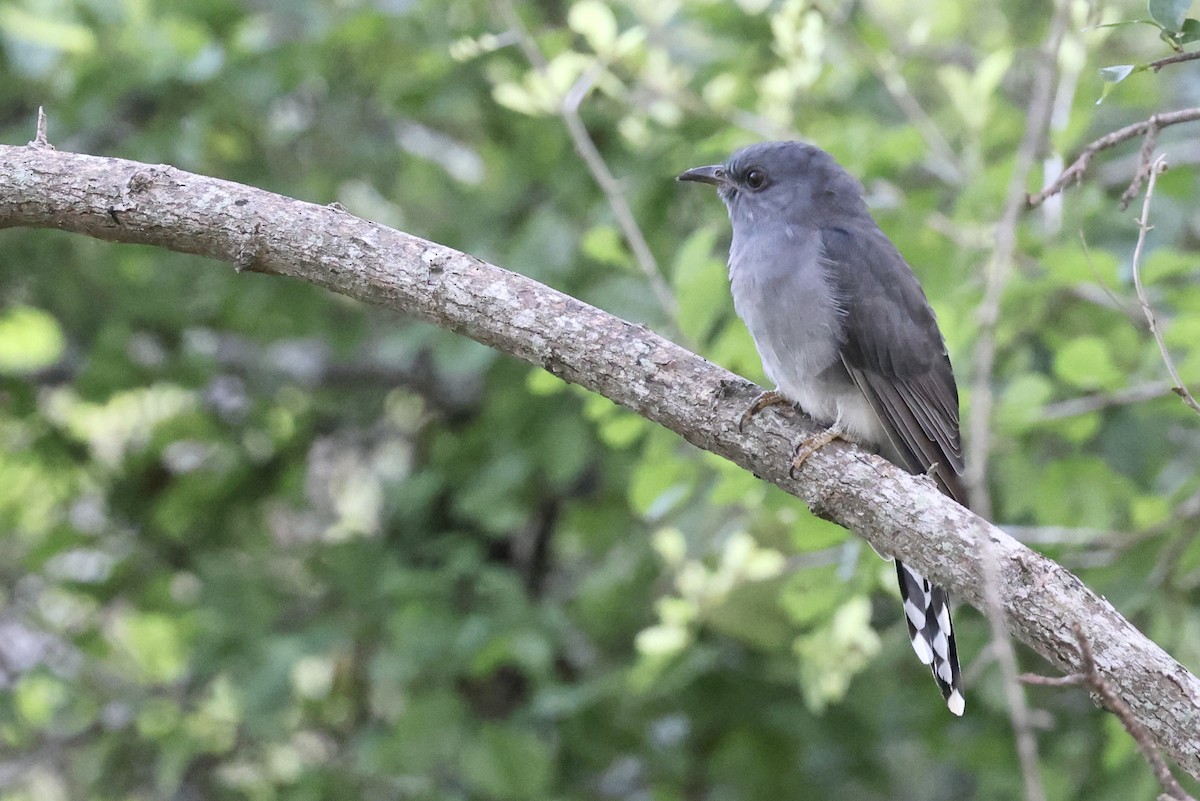 Gray-bellied Cuckoo - ML647502614
