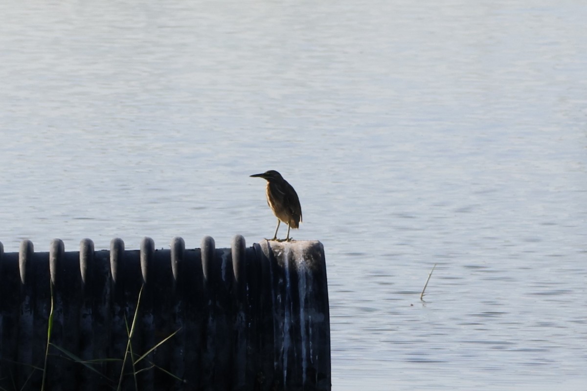 Little Heron - ML647502615