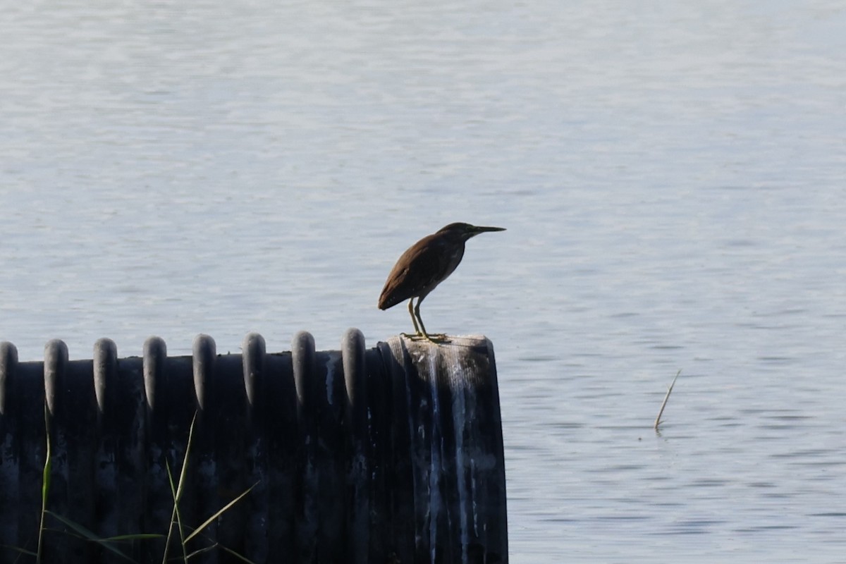 Little Heron - ML647502616