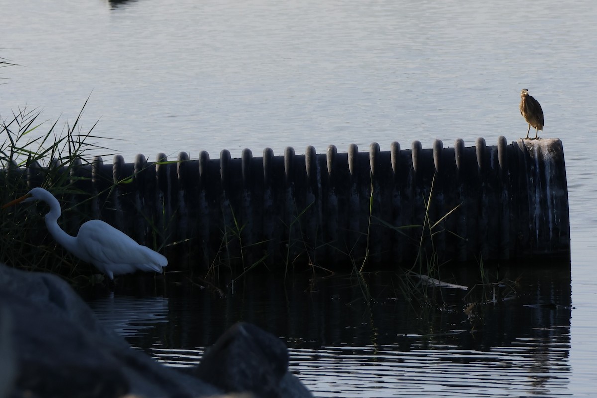 Great Egret - ML647502617