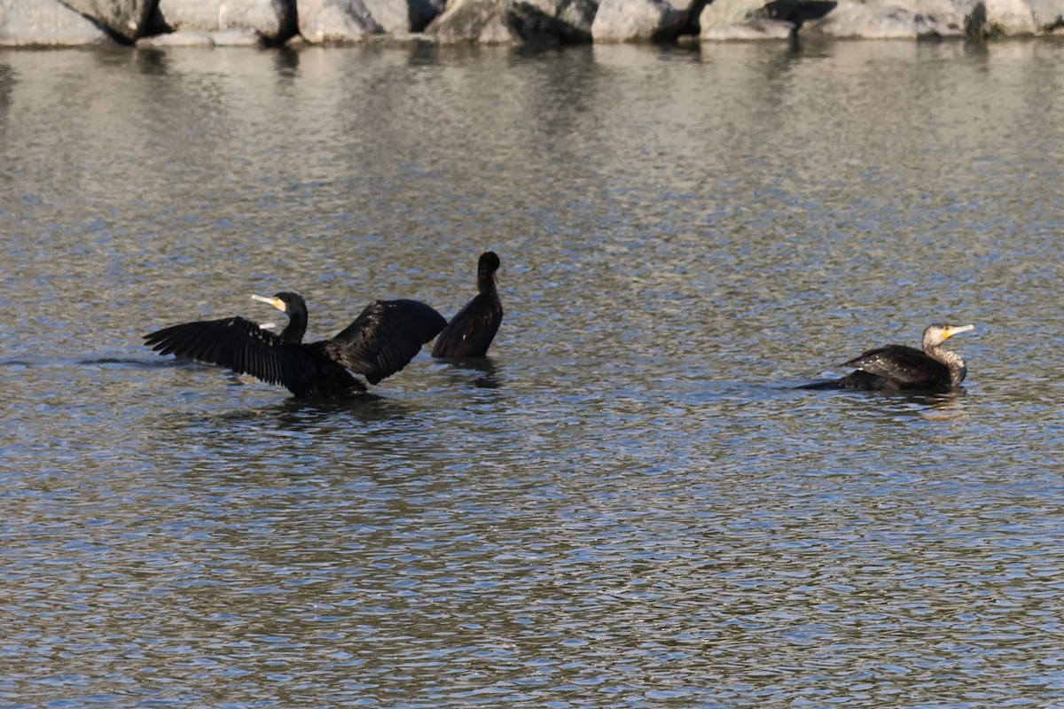 Great Cormorant - ML647502618