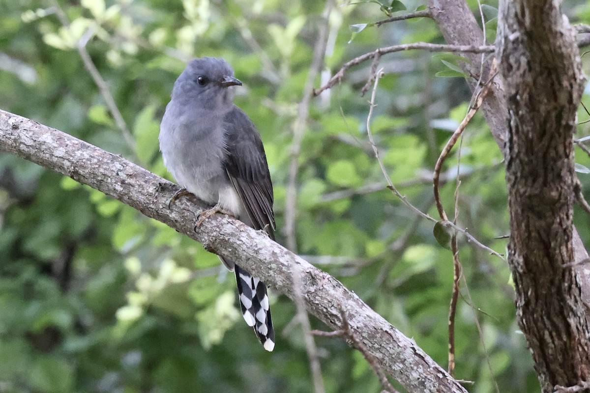 Gray-bellied Cuckoo - ML647502619