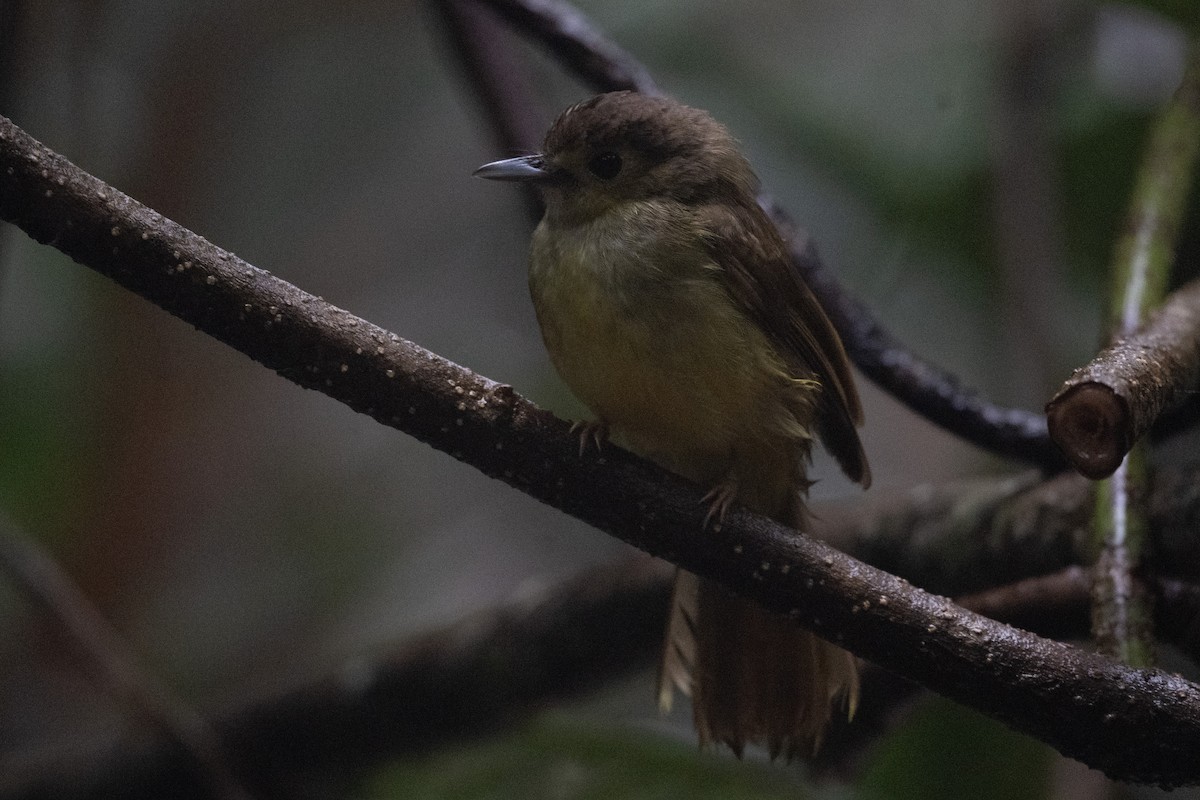 Hairy-backed Bulbul - ML647502620