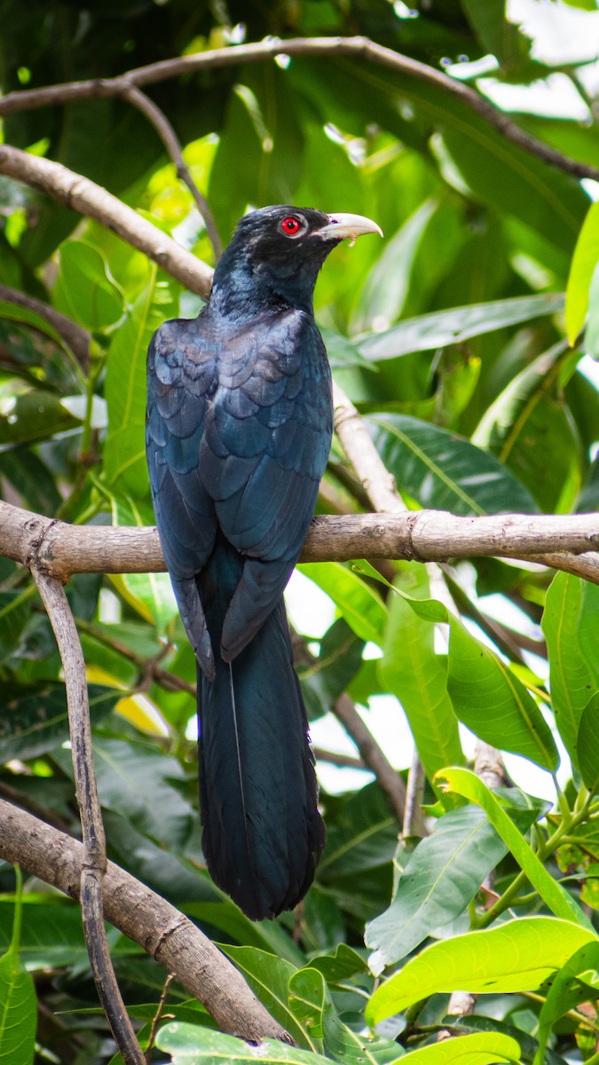 Asian Koel - ML647502621