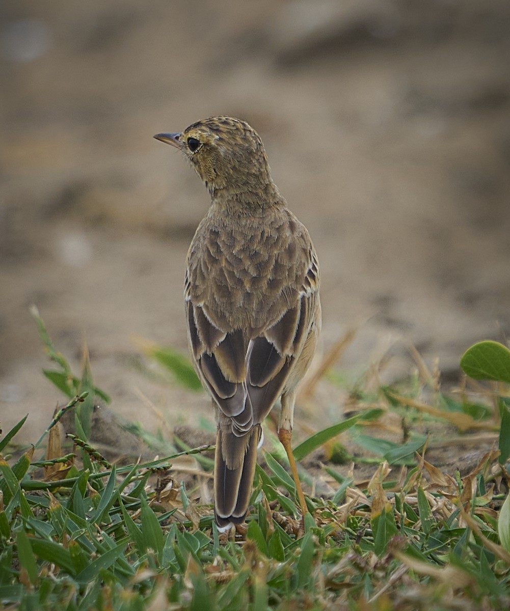 Paddyfield Pipit - ML647502622