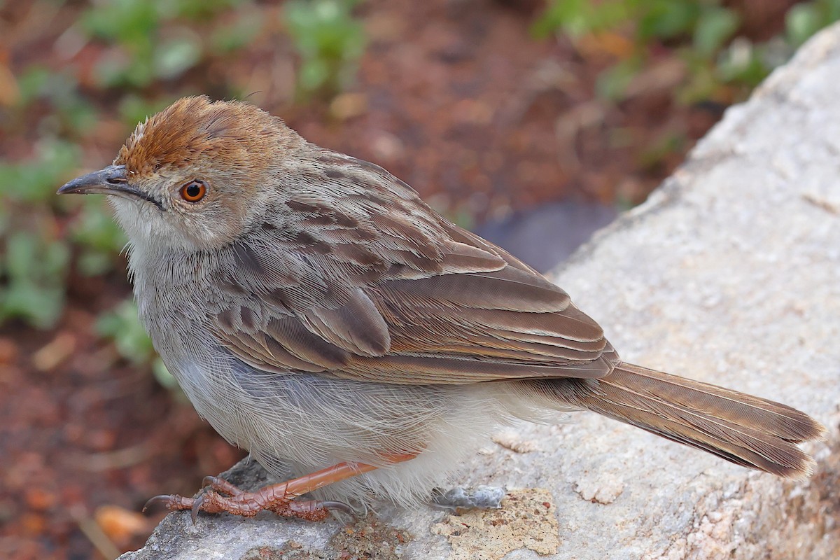 Rattling Cisticola - ML647502623