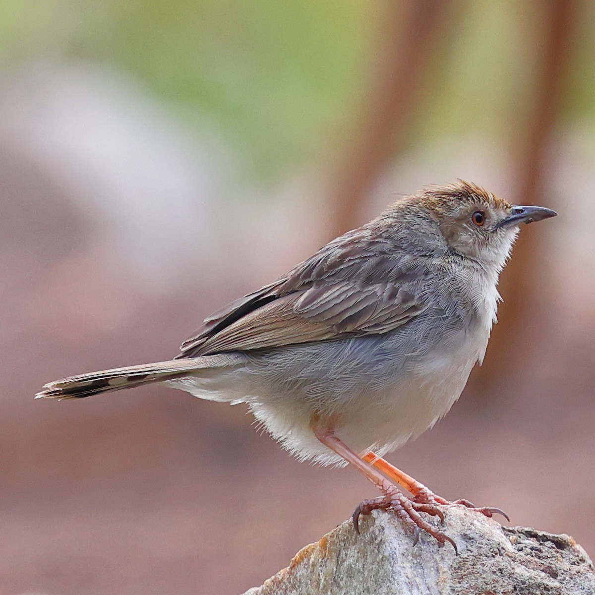 Rattling Cisticola - ML647502625