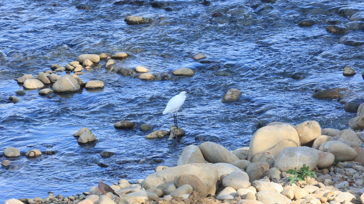 Little Egret - ML647502626