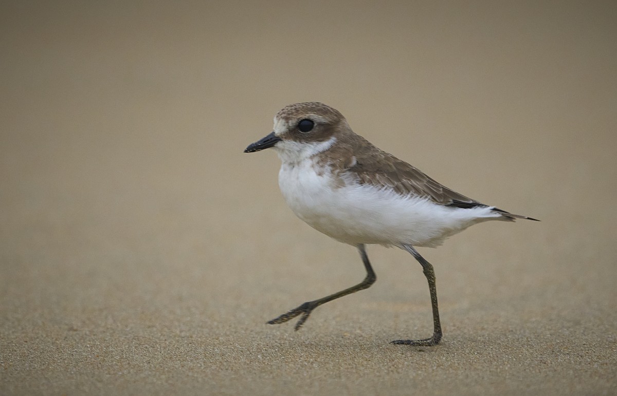 Tibetan Sand-Plover - ML647502627
