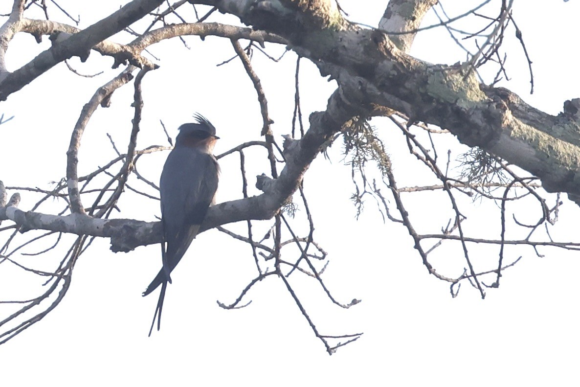 Crested Treeswift - ML647502628