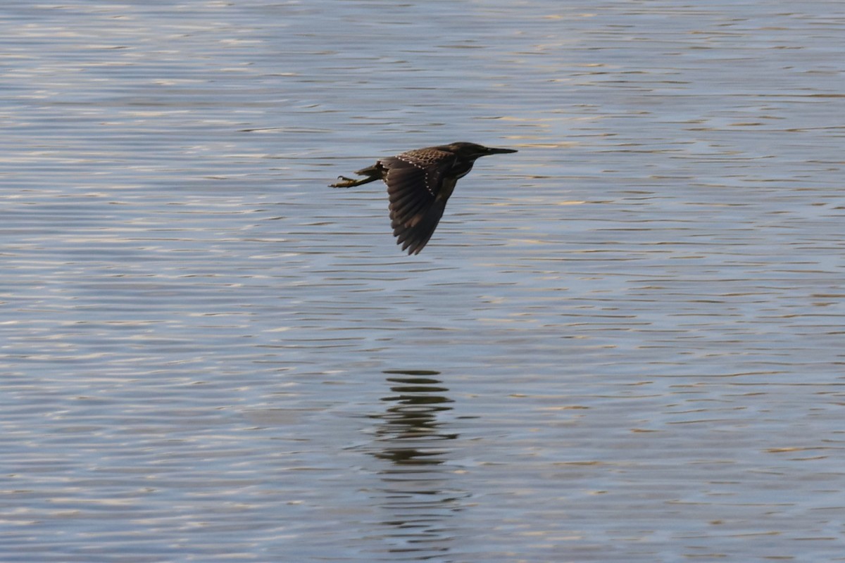 Little Heron - ML647502629