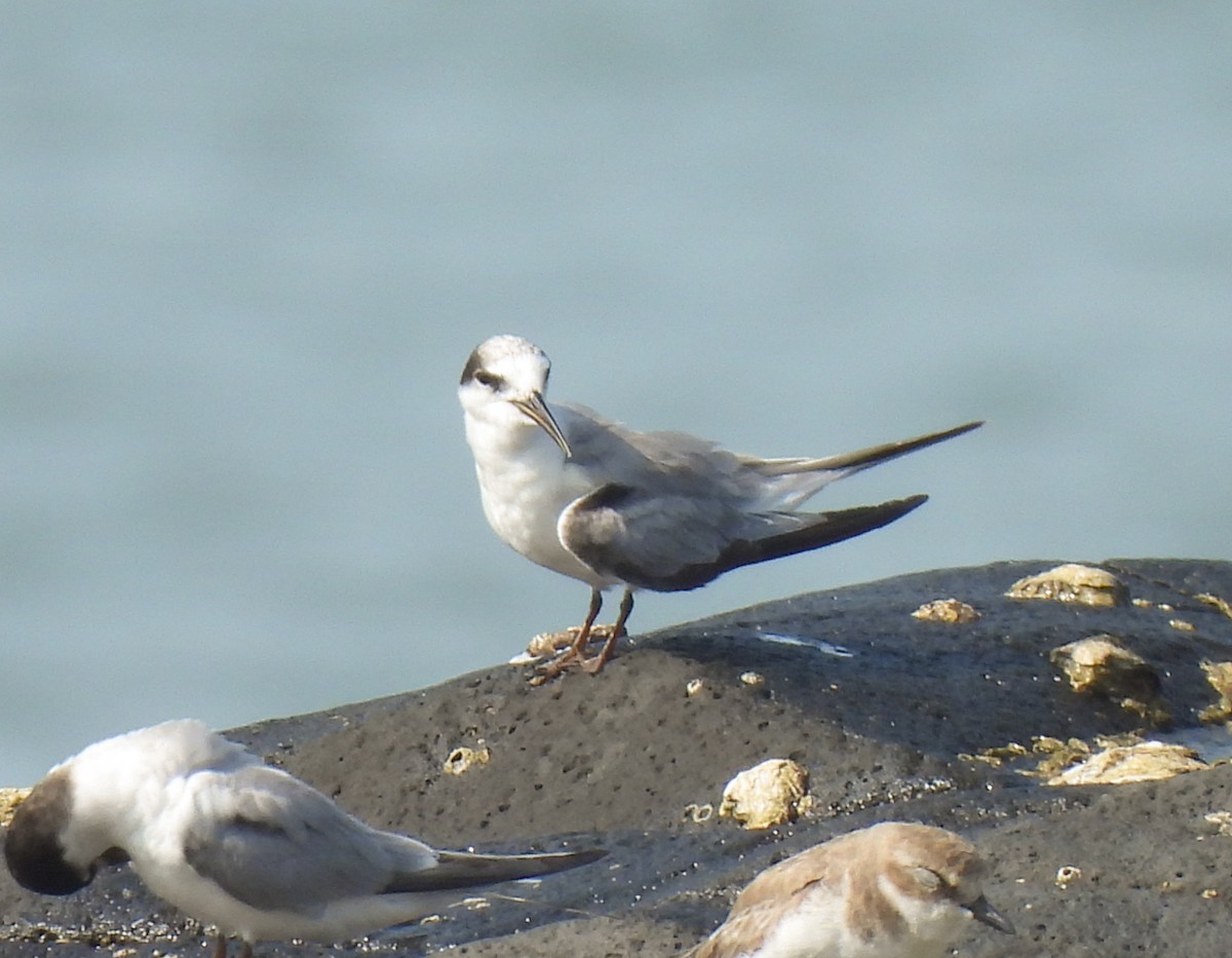 Little Tern - ML647502631
