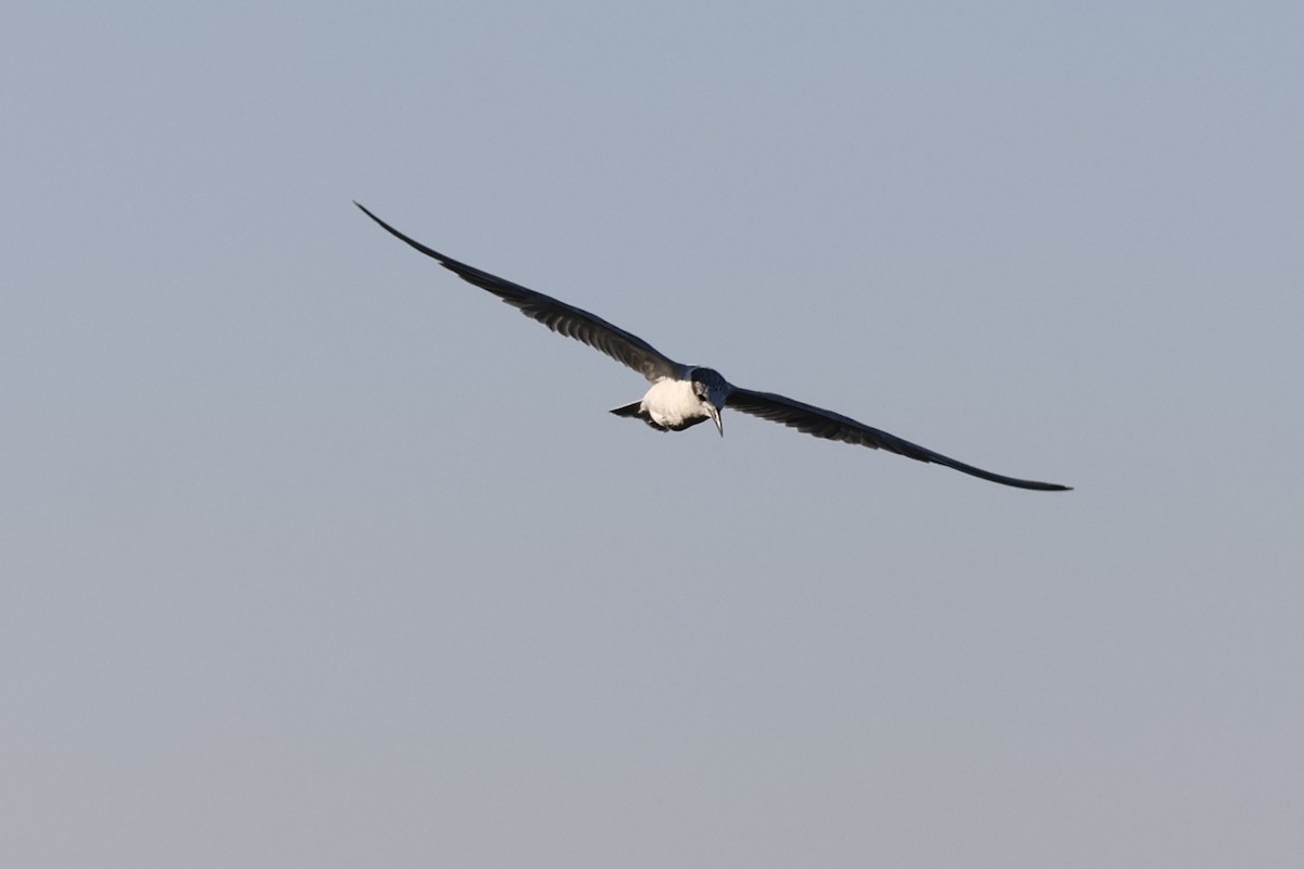 Whiskered Tern - ML647502633