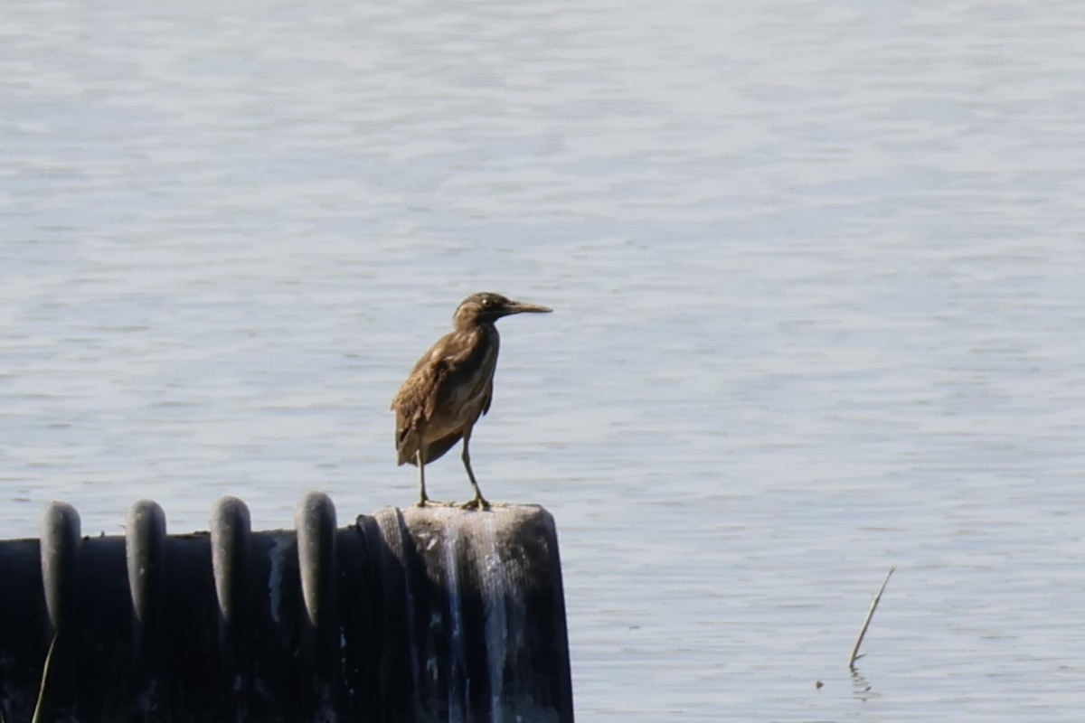 Little Heron - ML647502638