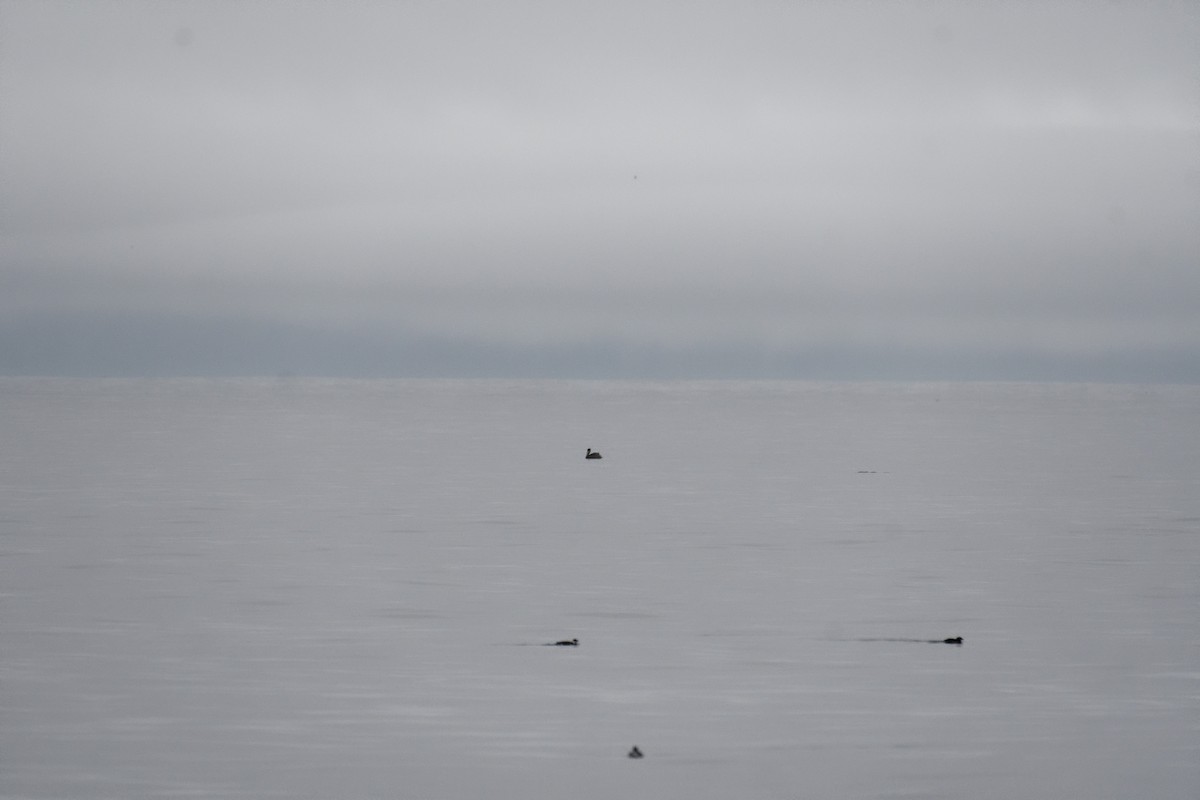 Brown Pelican - ML647502639