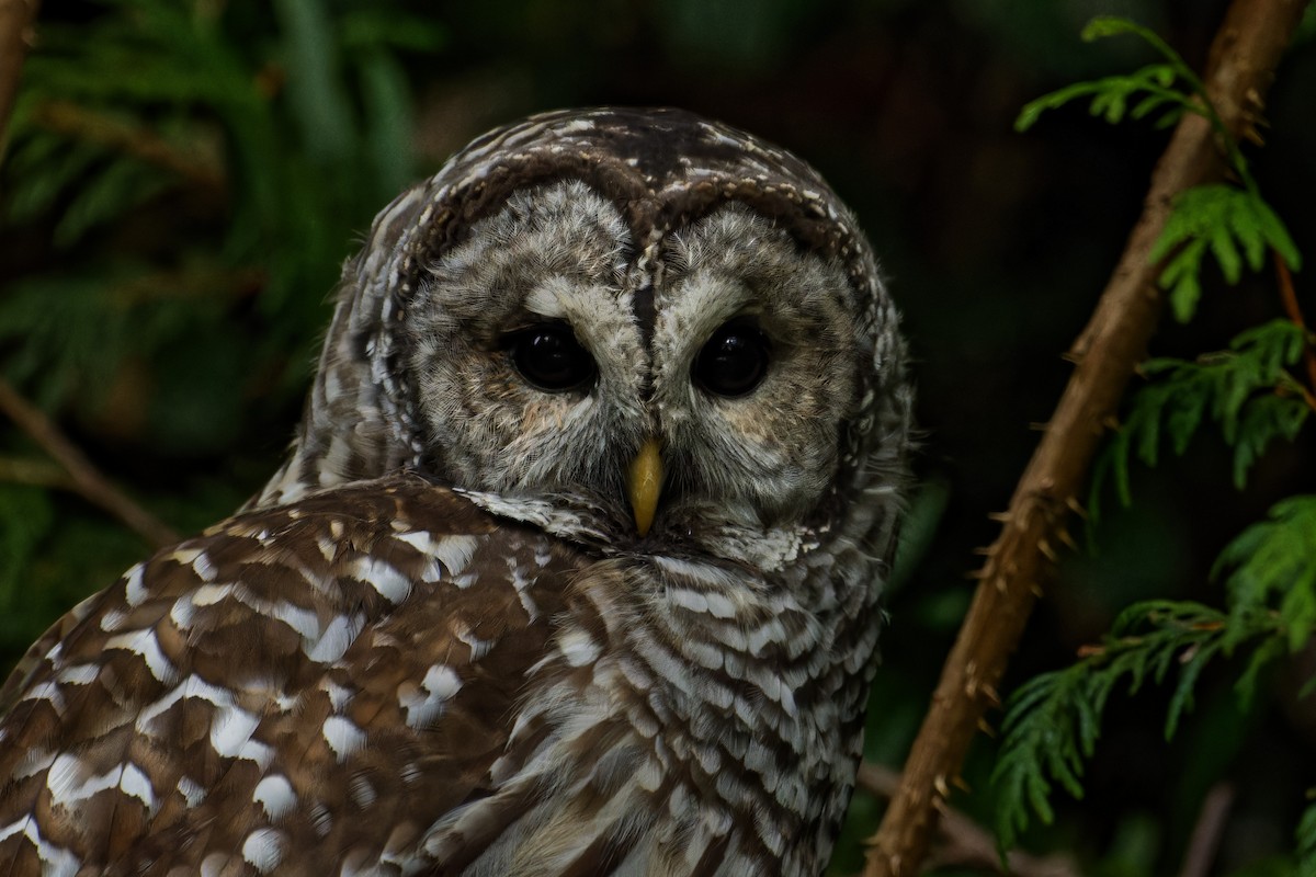 Barred Owl - ML647502641