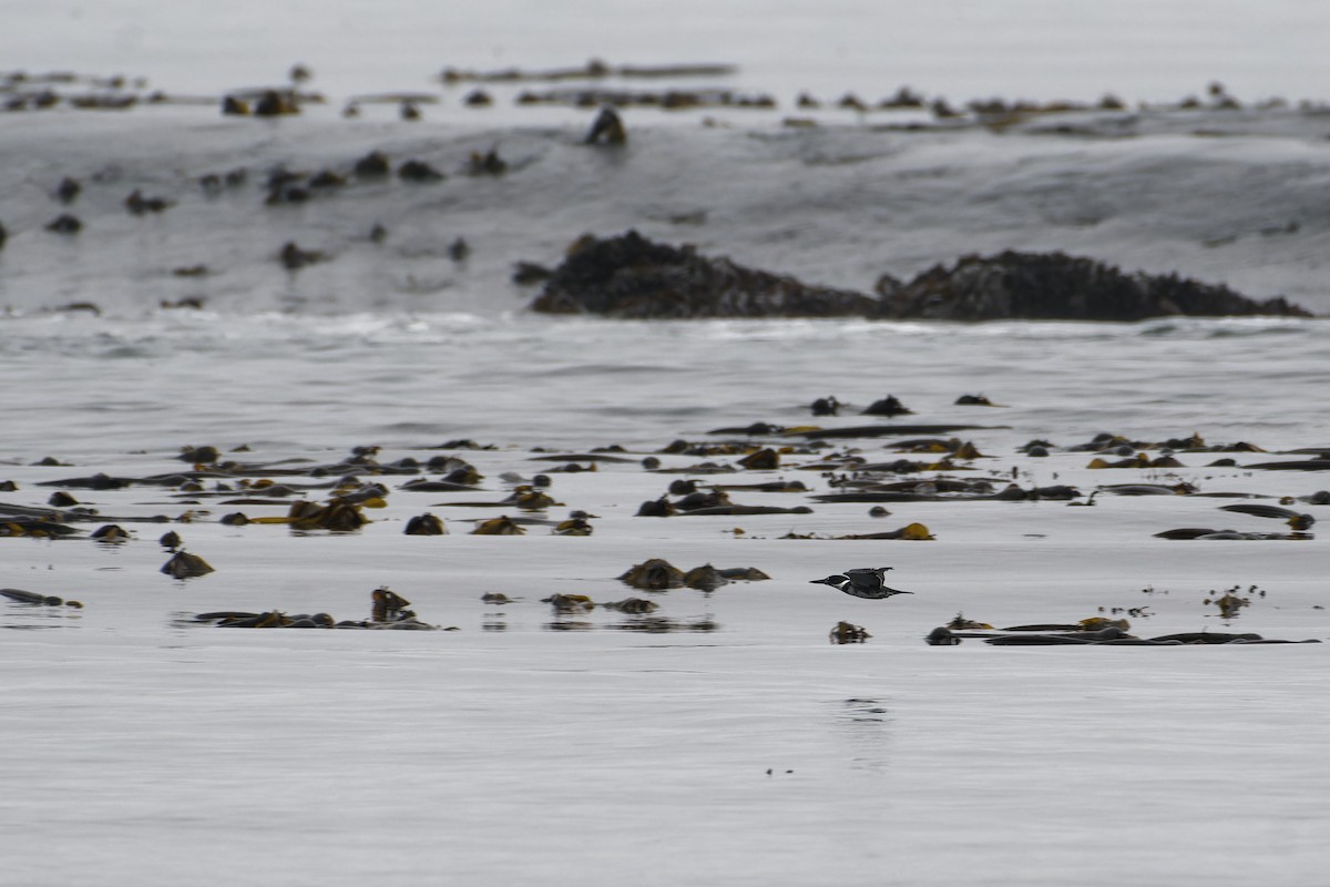 Belted Kingfisher - ML647502643
