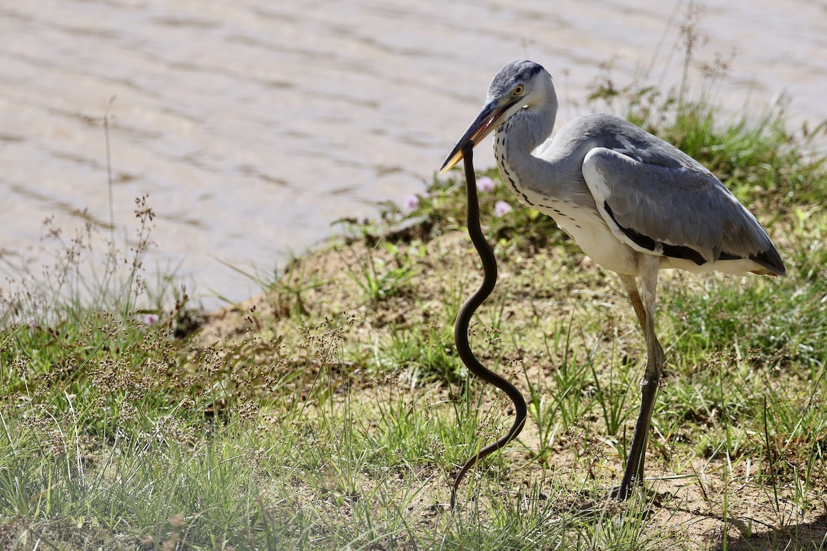 Gray Heron - ML647502644