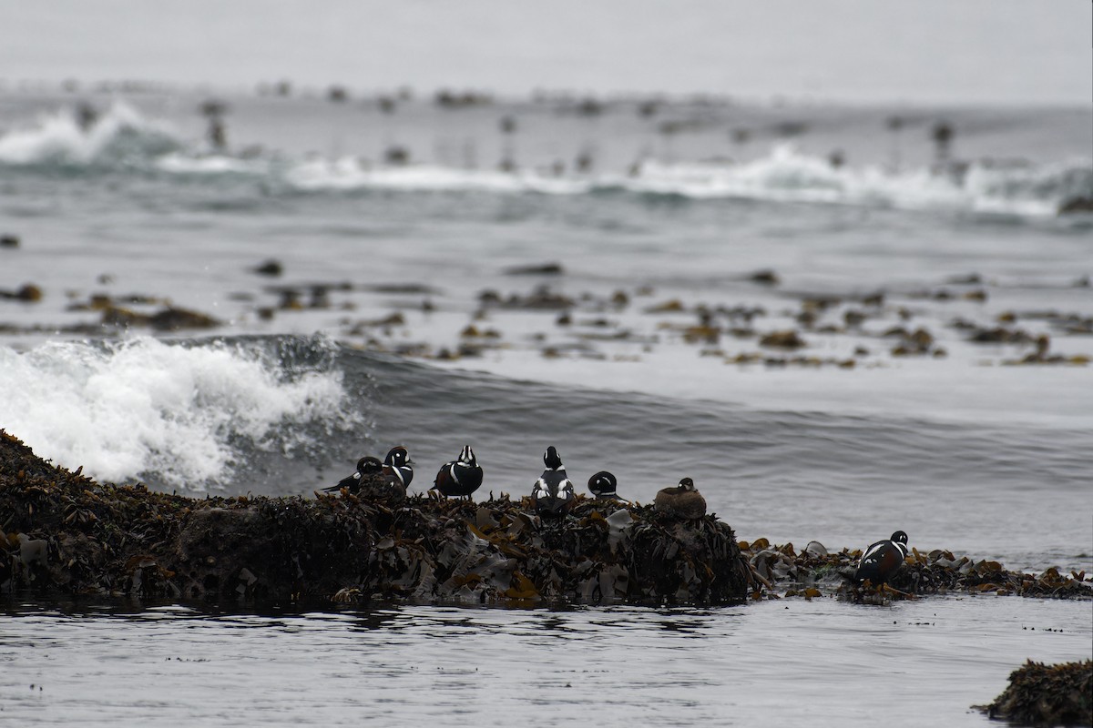 Harlequin Duck - ML647502647