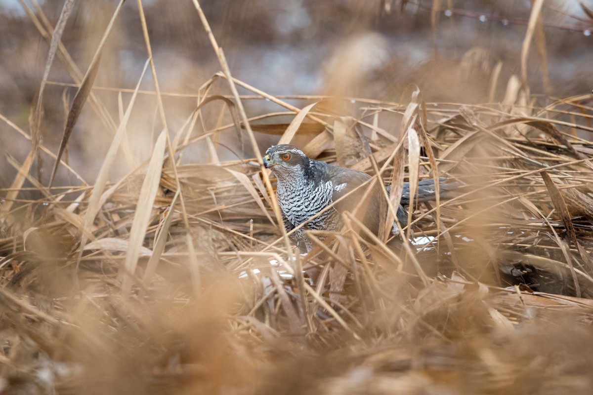 Eurasian Goshawk - ML647502661