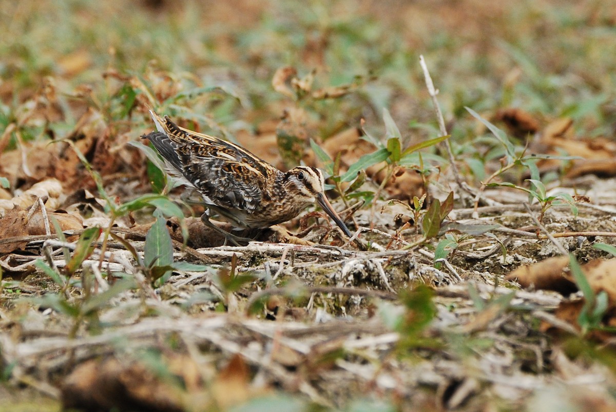 Jack Snipe - ML647502675