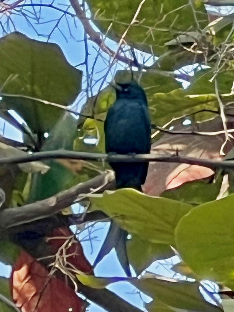 drongo černý - ML647502679