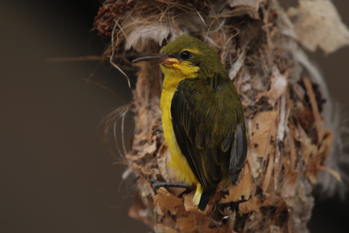 Sahul Sunbird - ML647502692